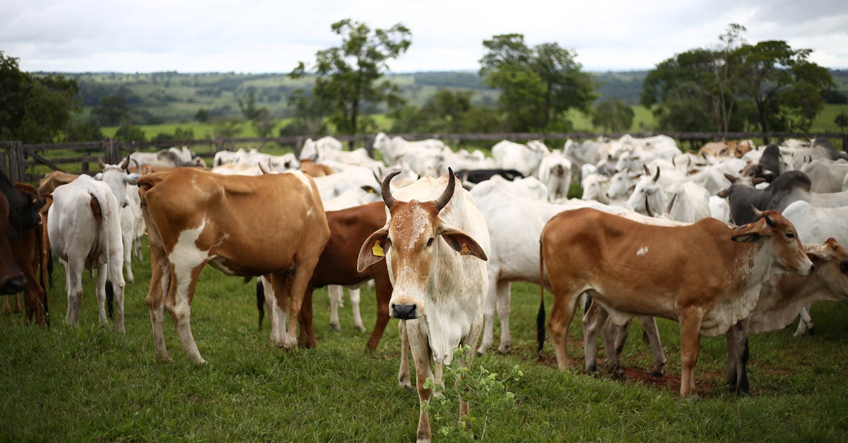 découvrez l'agriculture durable, une approche qui allie production agricole et respect de l'environnement. apprenez comment cette pratique favorise la préservation des ressources naturelles tout en garantissant des récoltes de qualité.