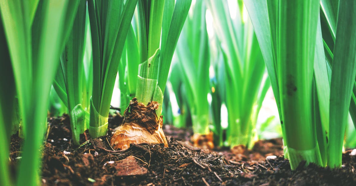 découvrez l'agriculture durable, une approche novatrice qui préserve les ressources naturelles tout en garantissant des récoltes productives. apprenez comment cette pratique éthique contribue à la santé de notre planète et favorise le bien-être des générations futures.