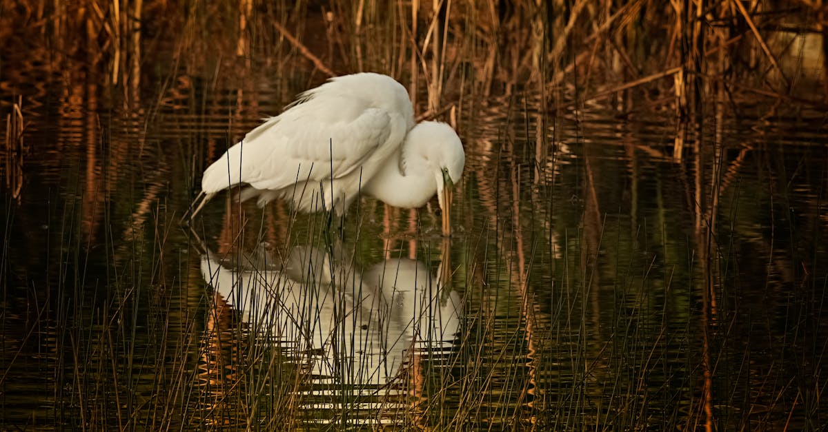 découvrez les politiques de conservation de l'eau, qui visent à protéger cette ressource précieuse et garantir sa durabilité. apprenez comment ces mesures peuvent réduire le gaspillage, promouvoir une gestion responsable de l'eau et engendrer un changement positif pour l'environnement.