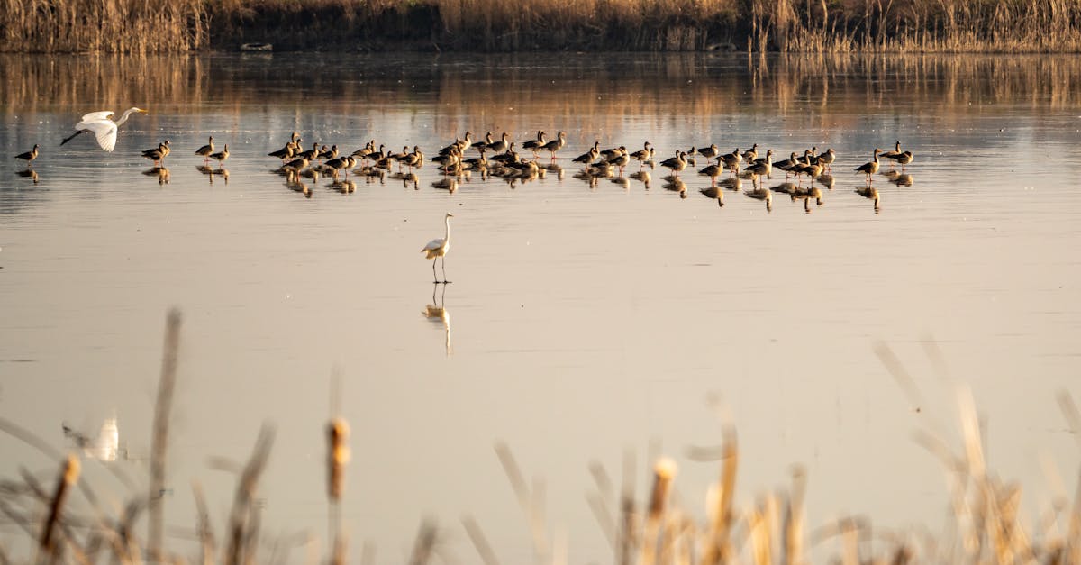 découvrez des politiques efficaces de conservation de l'eau qui visent à préserver cette ressource essentielle. apprenez comment des stratégies durables peuvent réduire le gaspillage et promouvoir une utilisation responsable de l'eau.