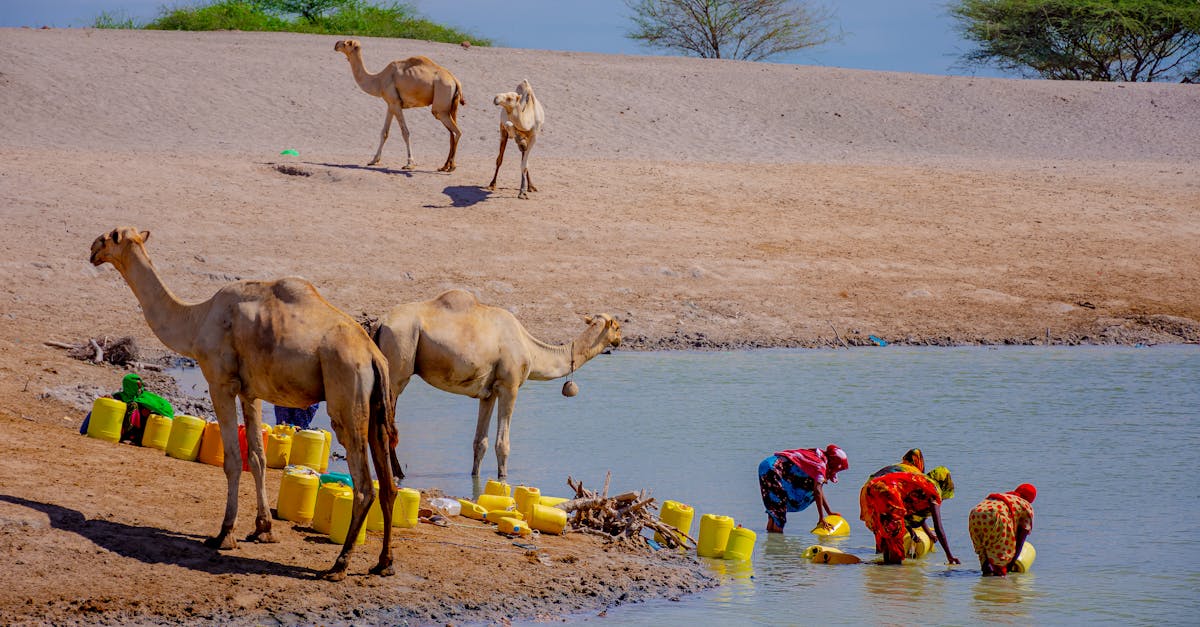 découvrez les enjeux de la crise de l'eau, ses causes et ses conséquences sur notre environnement et nos sociétés. explorez les solutions durables pour préserver cette ressource essentielle et garantir un avenir meilleur pour tous.