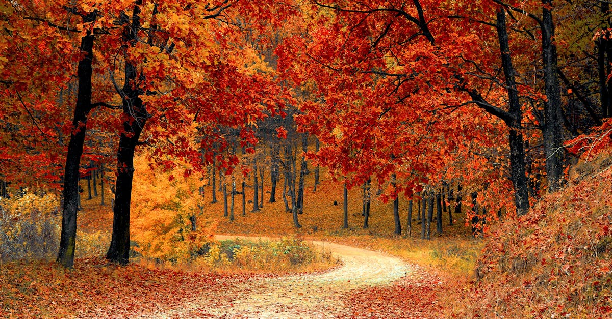 explorez la beauté et l'importance des forêts, ces écosystèmes vitaux qui abritent une biodiversité riche et jouent un rôle crucial dans la lutte contre le changement climatique. découvrez leurs bienfaits pour la planète et pour l'humanité.