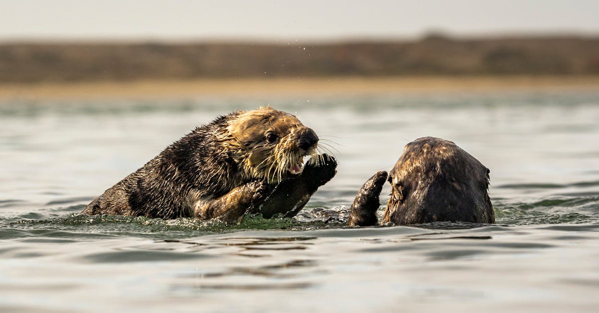 découvrez l'importance des refuges de biodiversité pour la préservation des écosystèmes et la protection des espèces menacées. explorez comment ces zones protégées contribuent à la conservation de la nature et au maintien de l'équilibre environnemental.