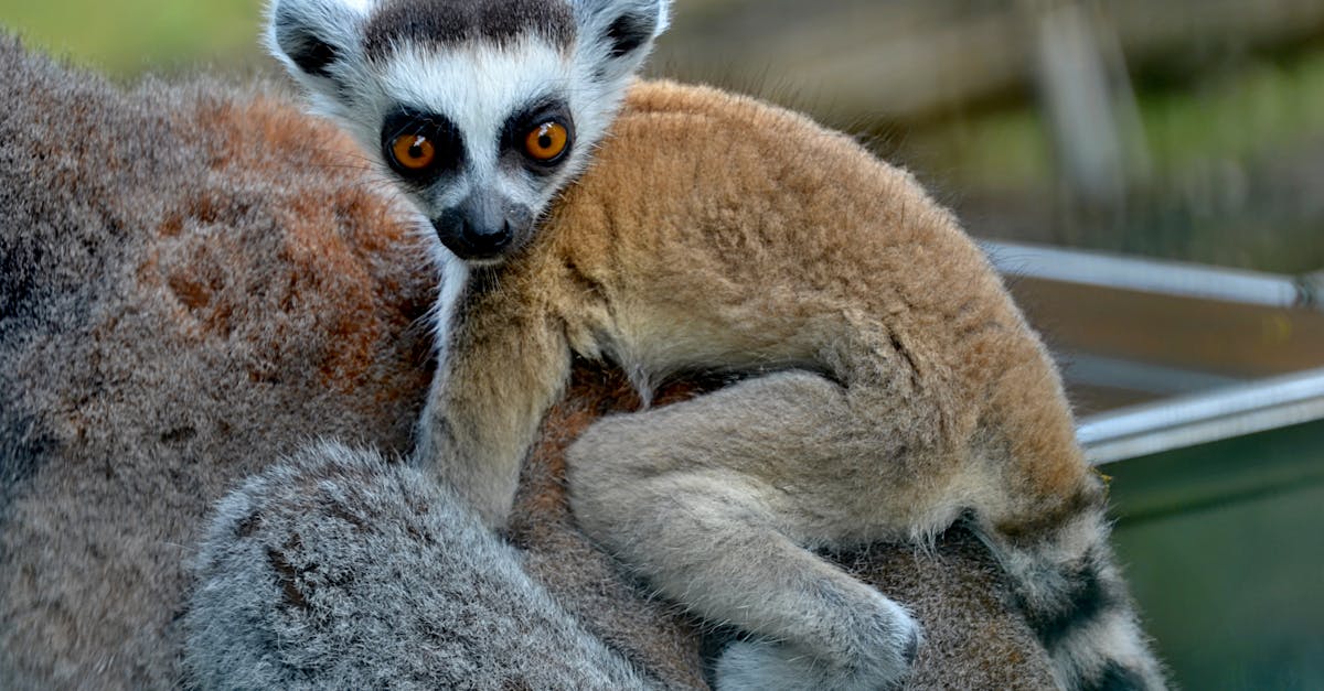 découvrez les refuges de biodiversité, des havres naturels qui préservent la faune et la flore menacées. apprenez comment ces zones protégées contribuent à la conservation des écosystèmes et favorisent la durabilité environnementale.