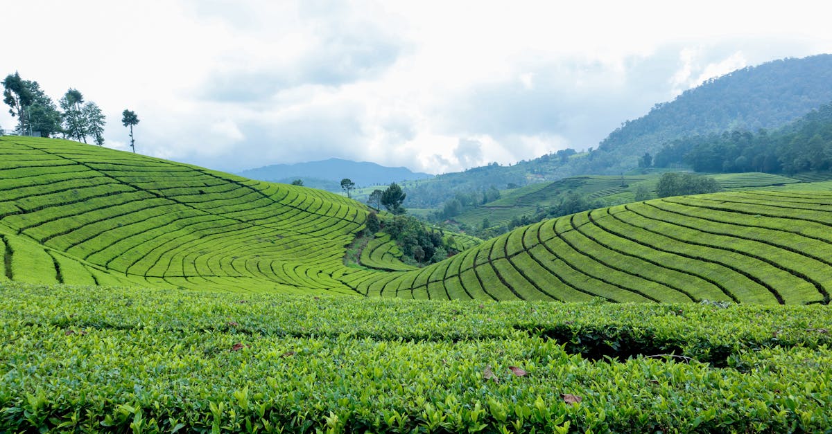 découvrez l'agriculture résiliente face au climat, une approche innovante visant à garantir la sécurité alimentaire tout en préservant les ressources naturelles. apprenez comment ces pratiques agricoles adaptées permettent de faire face aux défis environnementaux et d'assurer une production durable.