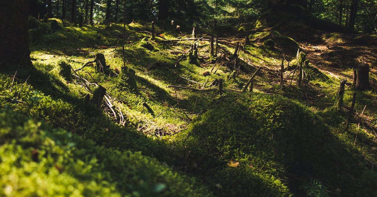 découvrez les politiques de déforestation, leurs impacts sur l'environnement et les stratégies mises en place pour préserver nos forêts. informez-vous sur les alternatives durables et comment vous pouvez contribuer à la protection de la biodiversité.