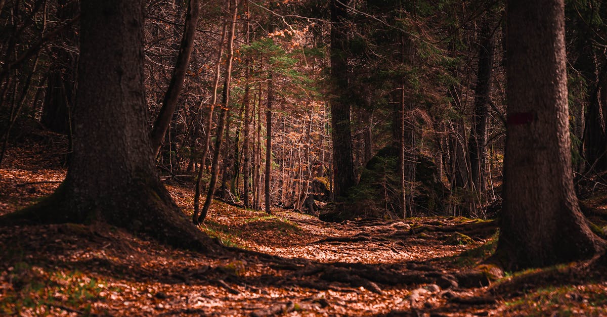 découvrez les dernières tendances en matière d'éco-innovation qui allient durabilité et progrès technologique. explorez des solutions créatives pour réduire l'impact environnemental tout en favorisant la croissance économique.