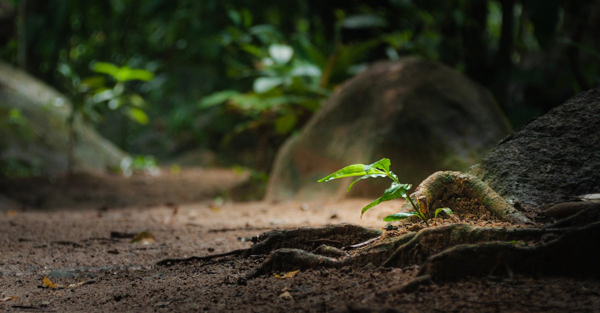 découvrez comment renforcer la résilience des écosystèmes face aux changements environnementaux. explorez des stratégies innovantes pour préserver la biodiversité et garantir un avenir durable.