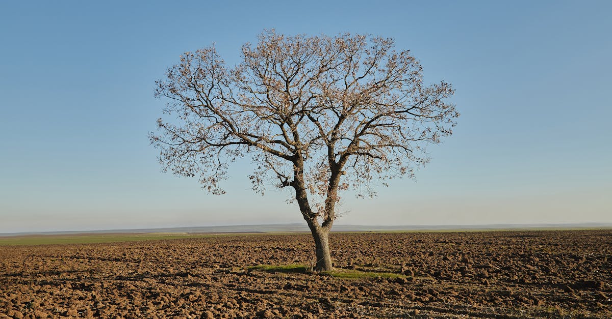 découvrez l'importance de la résilience des écosystèmes pour la durabilité de notre environnement. explorez les stratégies et les pratiques qui favorisent la santé et la vitalité des écosystèmes face aux changements climatiques et aux perturbations humaines.