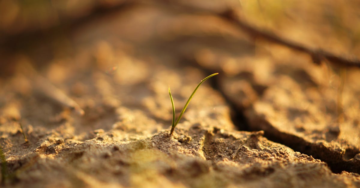 découvrez les clés de la résilience des écosystèmes, un concept essentiel pour comprendre comment les environnements naturels s'adaptent aux changements et aux perturbations. apprenez comment renforcer la santé écologique et promouvoir la durabilité à travers une gestion proactive des ressources.