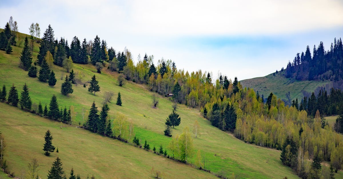 découvrez la beauté des forêts, leur biodiversité fascinante, et l'importance vitale qu'elles jouent pour notre planète. plongez dans un monde verdoyant où la nature révèle ses secrets et où chaque arbre raconte une histoire.