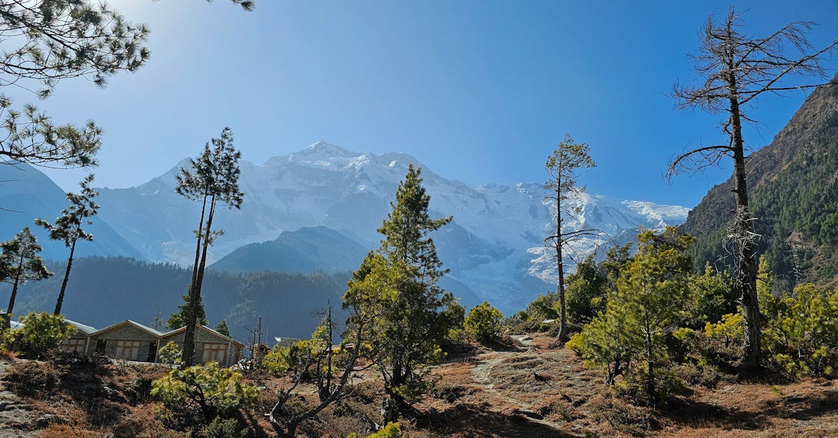 découvrez la beauté et la biodiversité des forêts à travers le monde. plongez dans un écosystème riche, où chaque arbre raconte une histoire et chaque habitant joue un rôle essentiel. explorez les bienfaits des forêts pour notre planète et comment elles contribuent à notre bien-être.