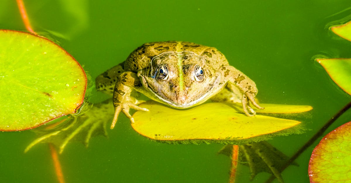 découvrez les fonds verts, une solution d'investissement durable qui favorise des projets écologiques et responsables. investissez dans un avenir plus vert tout en obtenant des rendements financiers attractifs.