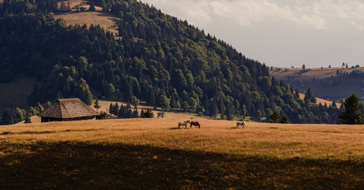 découvrez les startups écologiques qui innovent pour un avenir durable. explorez des solutions respectueuses de l'environnement et inspirez-vous des entreprises qui allient performance économique et impact positif sur la planète.