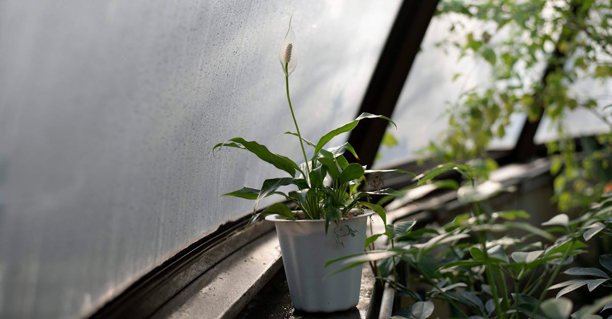 découvrez l'effet de serre, ce phénomène naturel essentiel à la vie sur terre, mais qui est amplifié par les activités humaines. apprenez comment il impacte le climat, les écosystèmes et ce que nous pouvons faire pour atténuer ses effets nocifs.