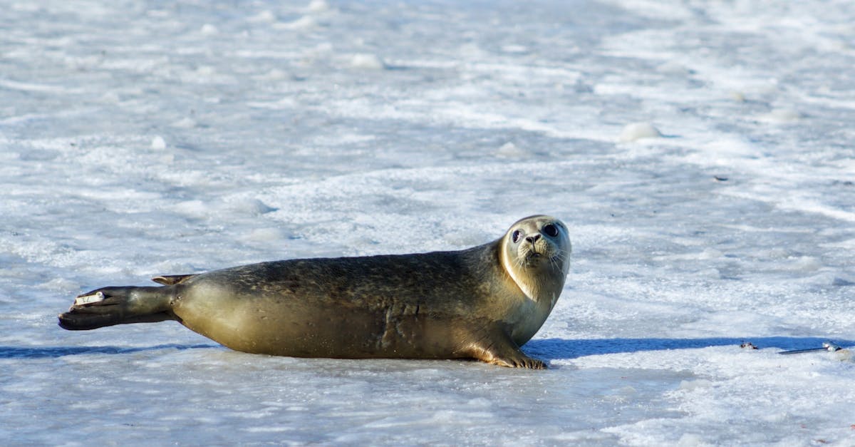 découvrez comment les océans régulent le climat de notre planète, en agissant comme des puits de carbone et en influençant les modèles météorologiques. apprenez l'importance de la biodiversité marine et des écosystèmes dans la lutte contre le changement climatique.