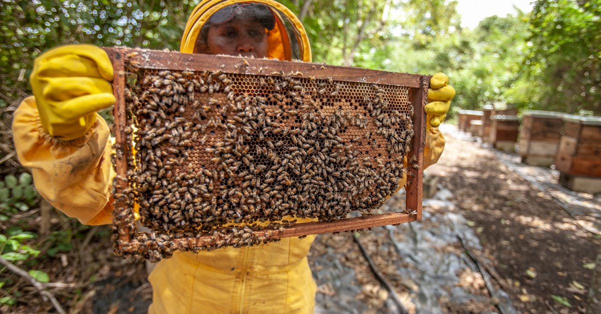 découvrez l'agriculture durable, une approche respectueuse de l'environnement qui allie innovation et préservation des ressources naturelles. apprenez comment ces pratiques agricoles contribuent à la santé des sols, à la biodiversité et à un avenir alimentaire responsable.