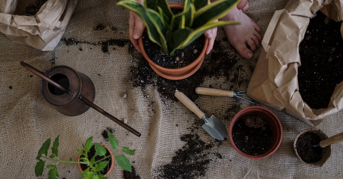 découvrez des techniques de jardinage durable pour cultiver un espace vert respectueux de l'environnement. apprenez à nourrir votre sol, à choisir des plantes locales, et à préserver la biodiversité tout en créant un jardin florissant et éco-responsable.