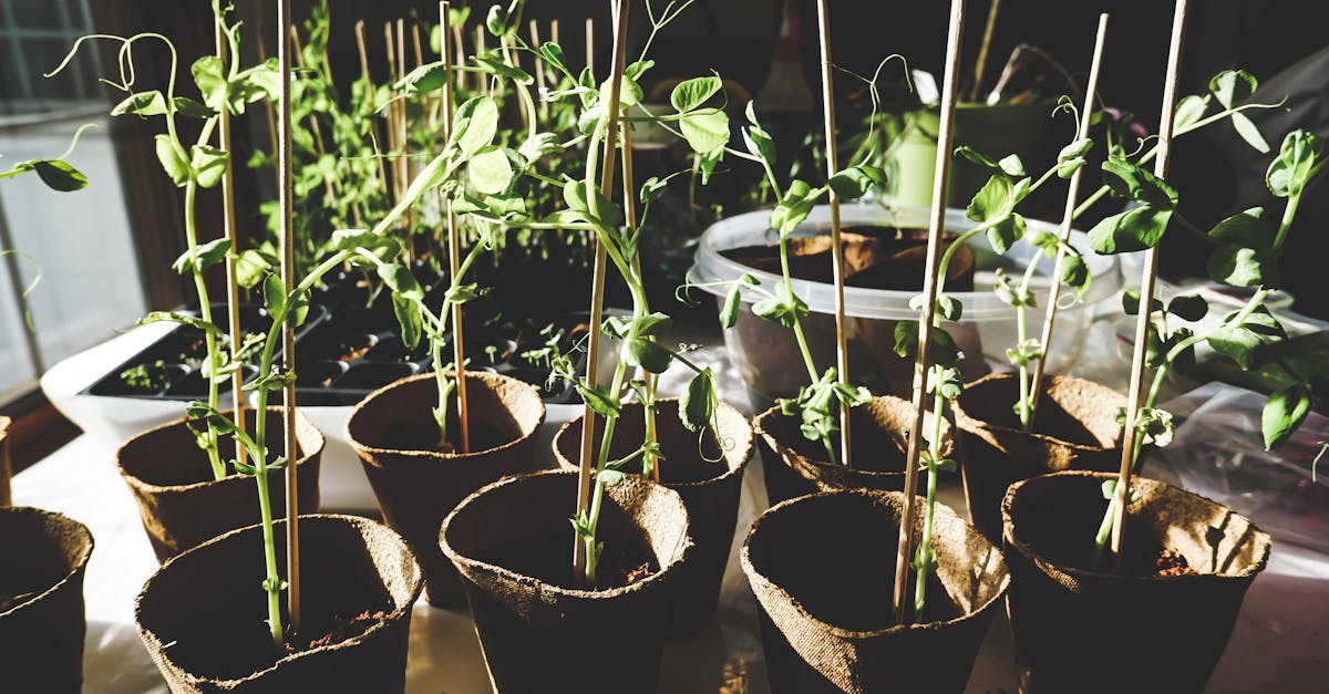 Cultiver son jardin dans un monde en mutation : les astuces de Terre et Humanisme pour s’adapter au changement climatique