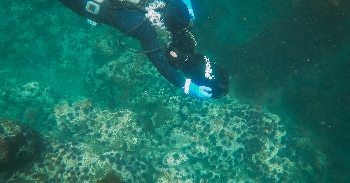 Les écosystèmes marins en danger à cause du climat