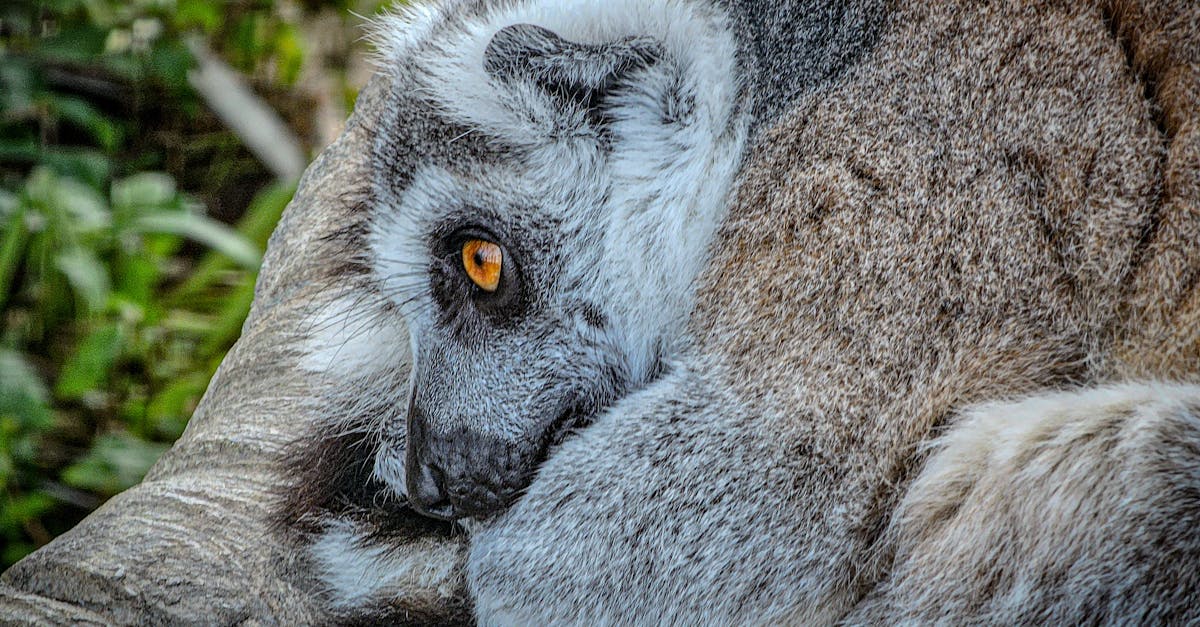 découvrez l'importance de la biodiversité et son rôle essentiel dans l'équilibre des écosystèmes. apprenez comment la préserver pour un avenir durable et explorer les différentes espèces qui enrichissent notre planète.