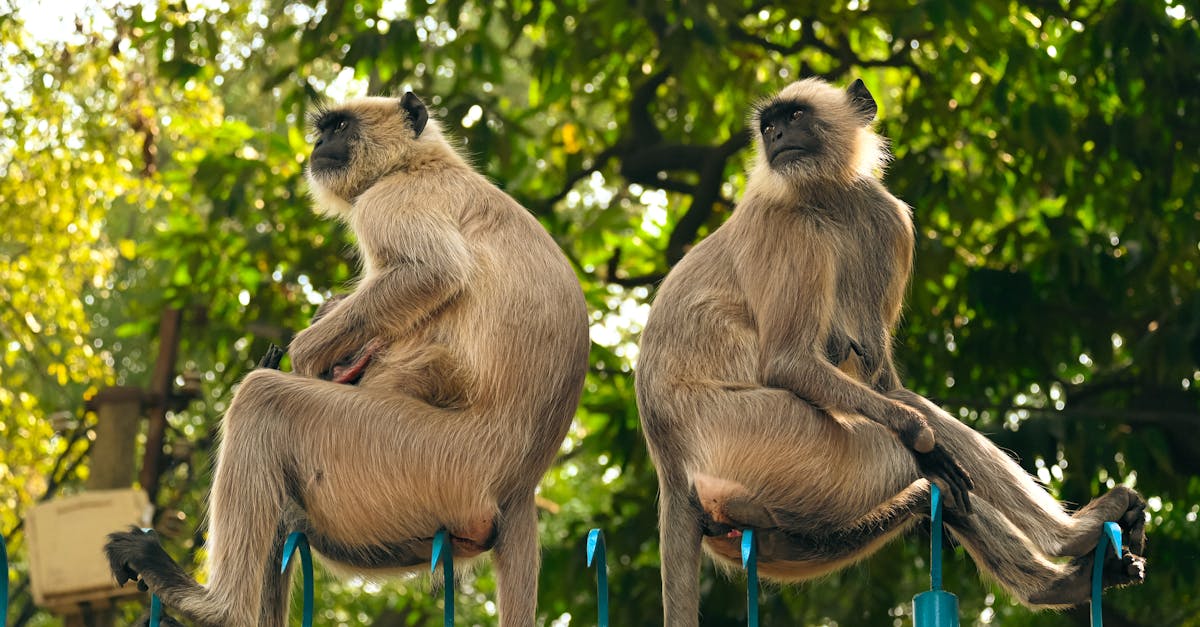 découvrez l'importance de la biodiversité pour l'équilibre de notre planète. explorez les différents écosystèmes, la variété des espèces et les menaces qui pèsent sur notre environnement. engagez-vous pour la préservation de la biodiversité et apprenez comment chacun peut contribuer à la protection de la vie sur terre.