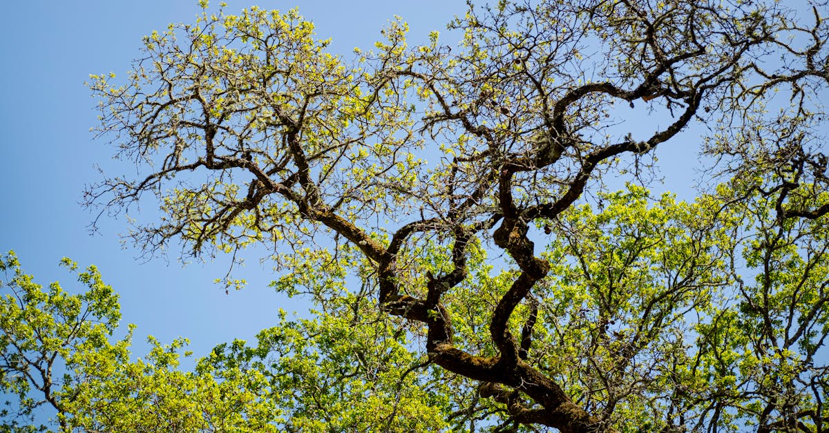 découvrez la richesse et la diversité des écosystèmes, un réseau complexe interconnecté où les organismes vivants et leur environnement interagissent. apprenez comment ces systèmes soutiennent la biodiversité et sont essentiels à la santé de notre planète.