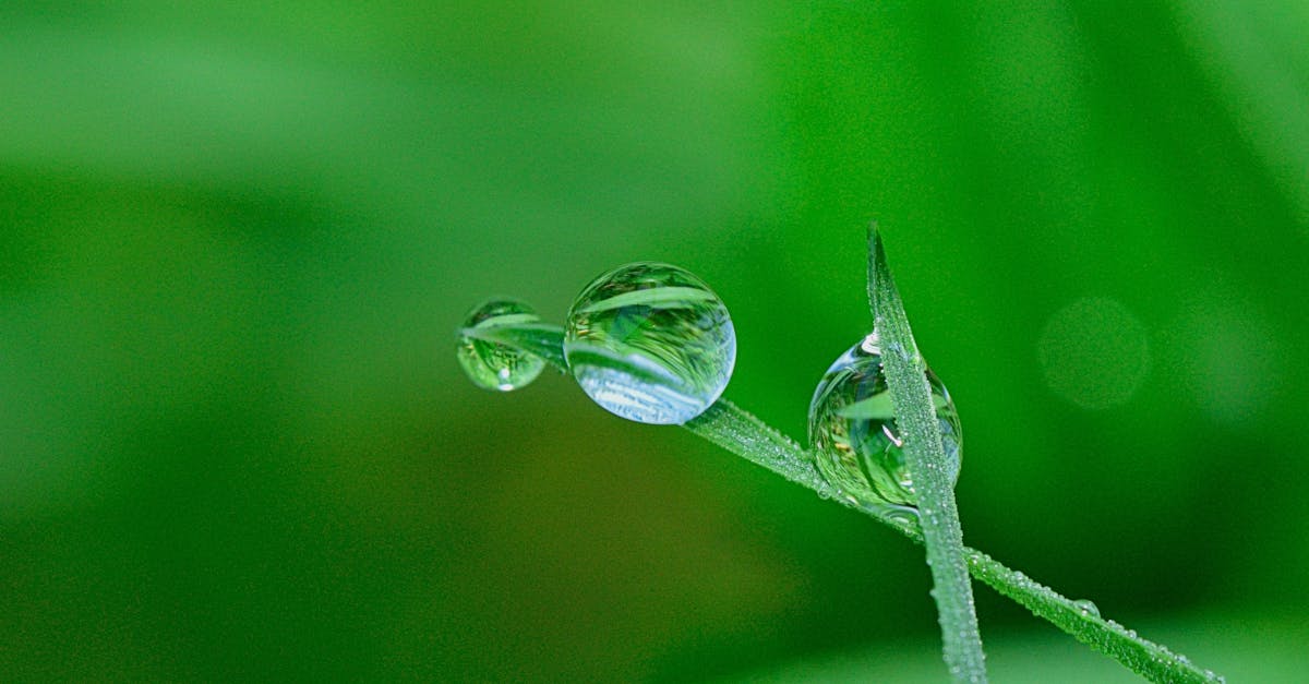 découvrez l'importance de l'environnement, ses enjeux actuels et les solutions durables pour préserver notre planète. engagez-vous pour un avenir écologique!