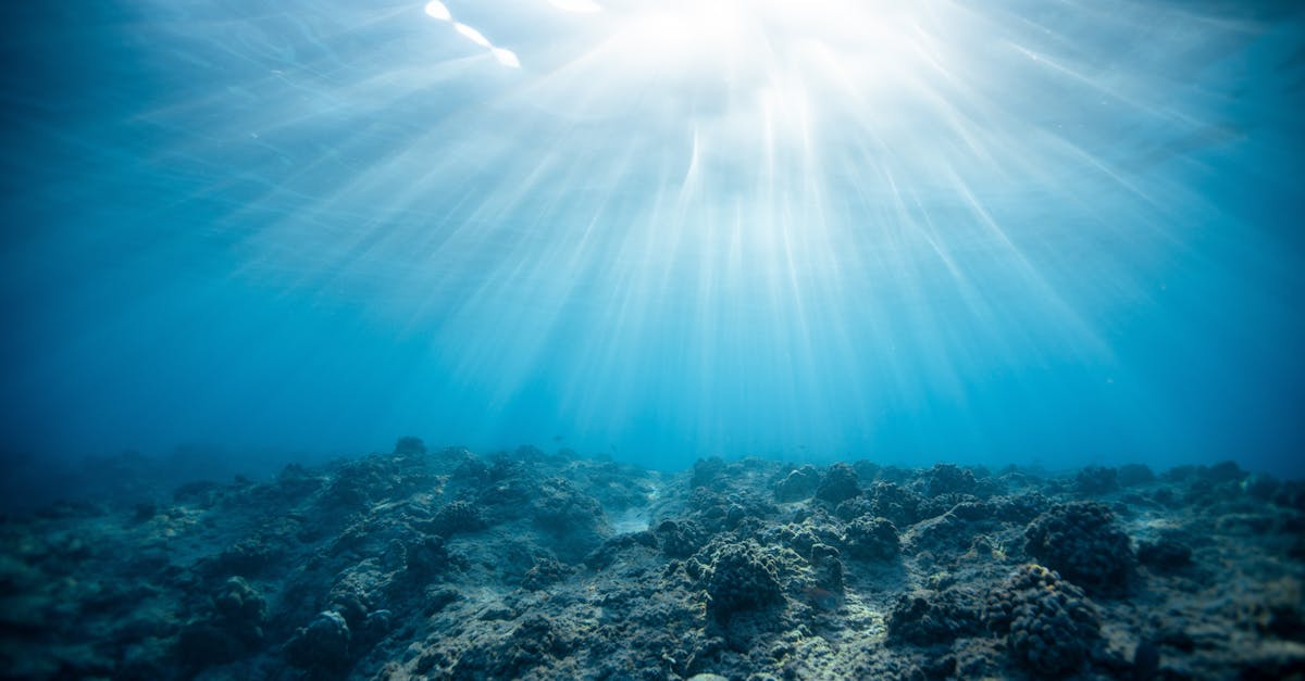 découvrez la richesse et la diversité des écosystèmes marins, où des milliers d'espèces cohabitent et interagissent. explorez l'importance de ces habitats pour la planète et les menaces qui pèsent sur eux.