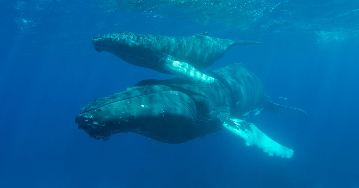 découvrez la richesse et la diversité des écosystèmes marins, essentiels à la vie sur terre. plongez dans l'étude des coraux, des mangroves et des habitats sous-marins, et comprenez l'importance de leur préservation face aux menaces environnementales.