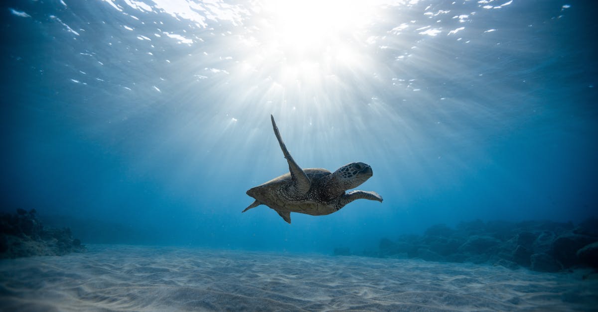 découvrez les merveilles des océans, leur biodiversité exceptionnelle, les enjeux de leur préservation et les aventures maritimes qui s'y déroulent. plongez dans un univers aquatique fascinant et apprenez tout sur les écosystèmes marins.