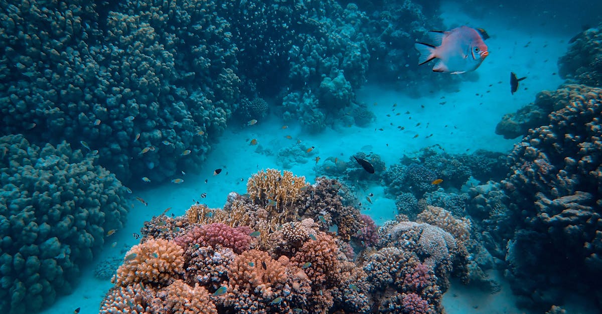 Habitats naturels : Importance de la préservation des écosystèmes pour l’avenir de notre planète