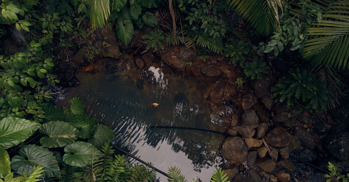 Life Adapt’Island : la Guadeloupe en première ligne des solutions écologiques contre le changement climatique