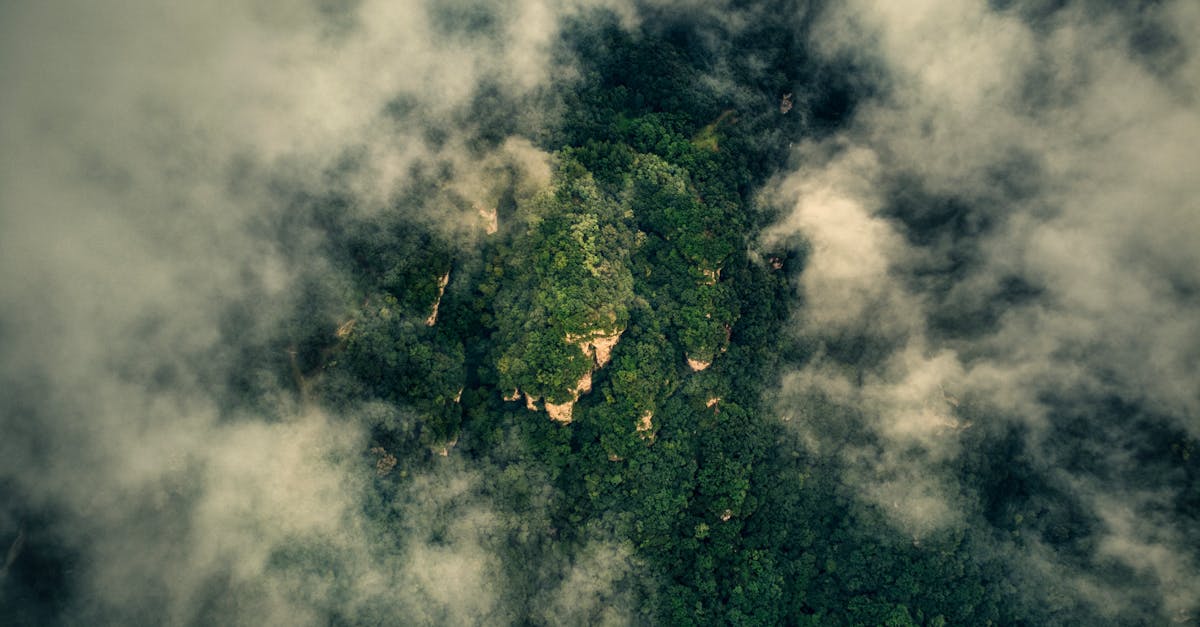Stratégies de conservation : Solutions innovantes pour protéger la biodiversité