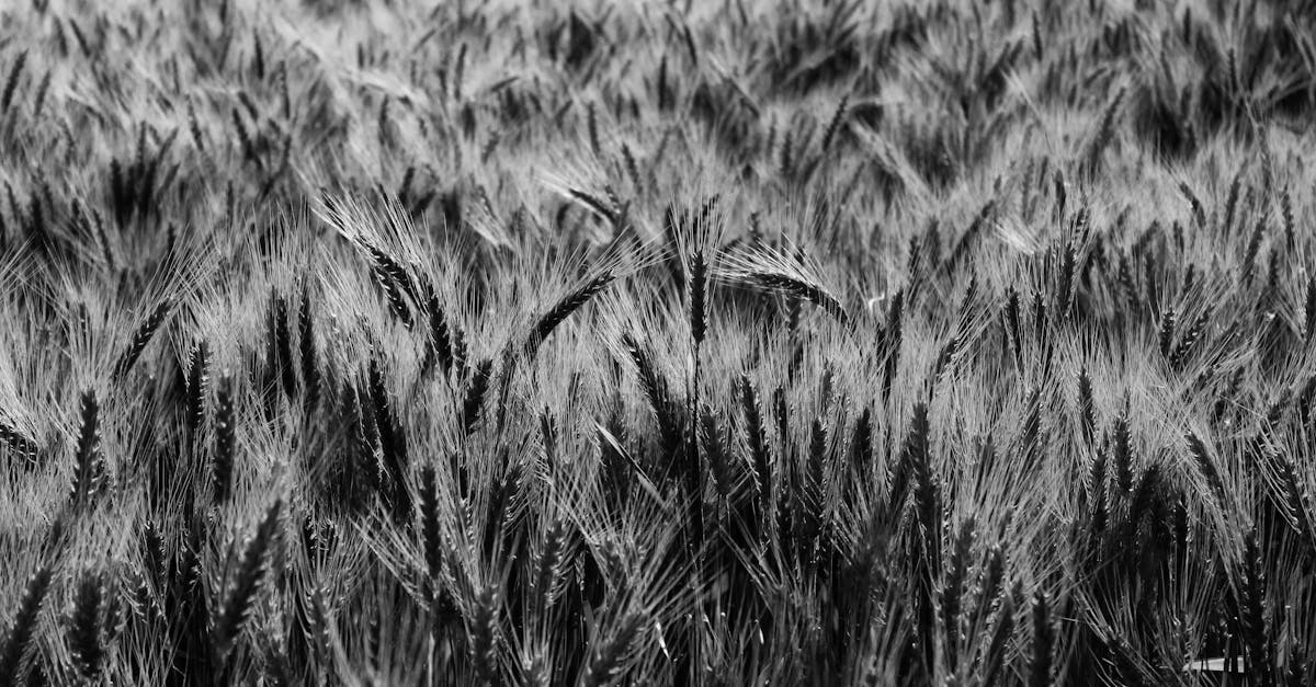 découvrez le monde des céréales : des choix variés, riches en nutriments et parfaits pour un petit-déjeuner équilibré. explorez les avantages santé, les recettes savoureuses et les conseils pour intégrer les céréales dans votre alimentation quotidienne.