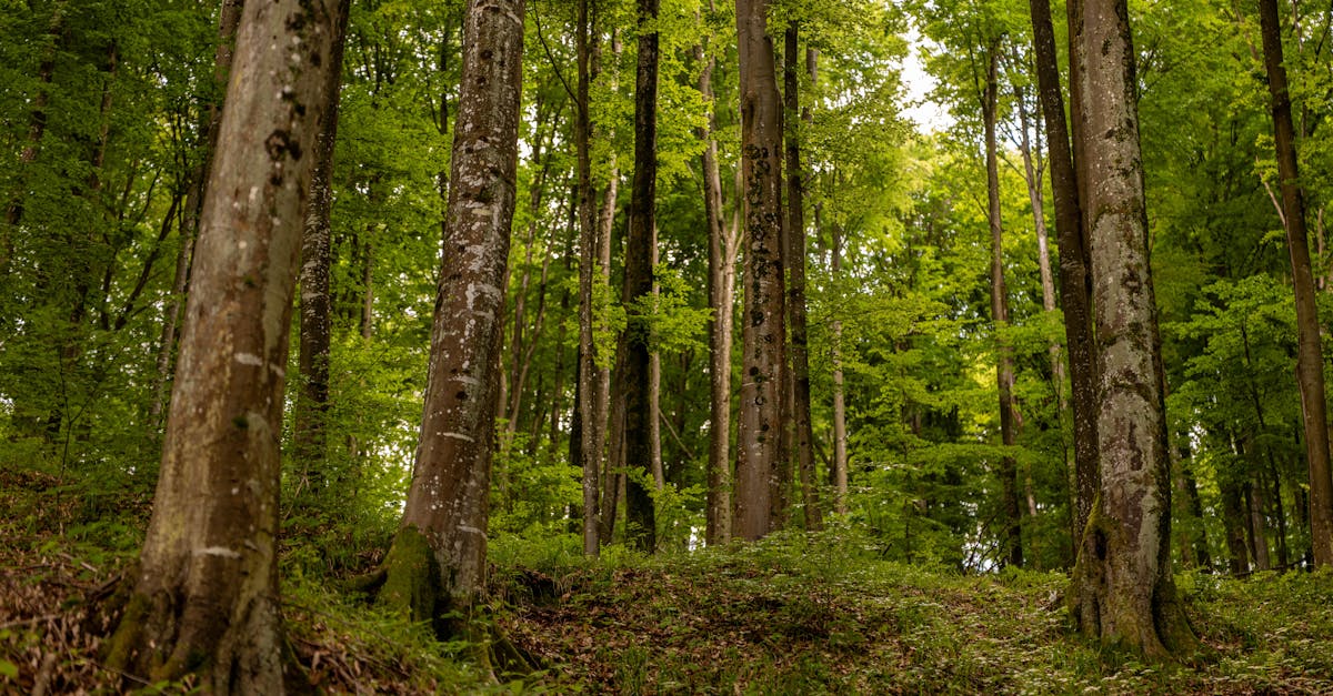 découvrez les enjeux du dilemme climatique, un débat crucial sur les défis environnementaux et les solutions durables pour un avenir meilleur. plongez dans les conséquences du changement climatique et les différentes perspectives qui façonnent notre réponse collective.