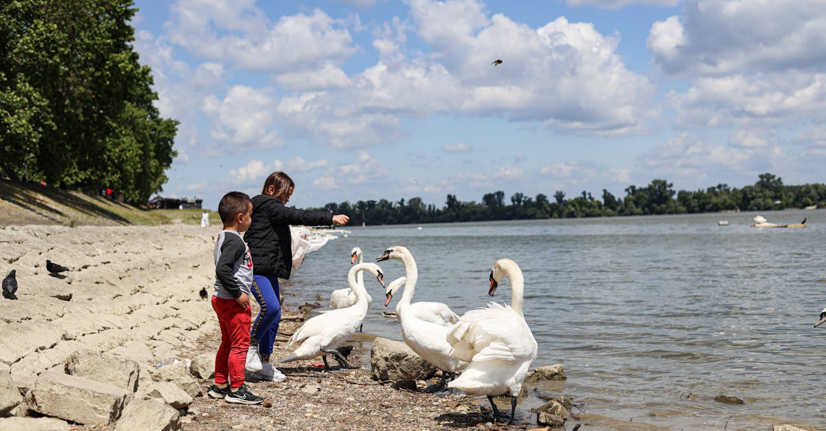 découvrez l'importance de la conservation pour préserver notre environnement, protéger la biodiversité et garantir un avenir durable. apprenez des stratégies efficaces et des initiatives inspirantes pour contribuer à la sauvegarde de notre planète.