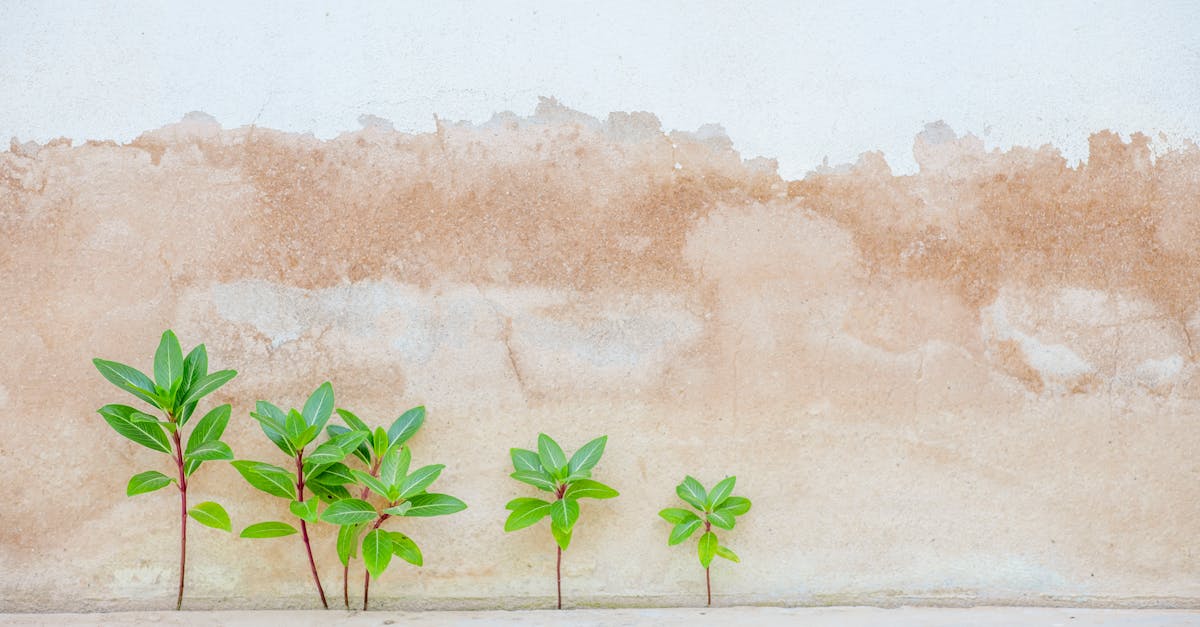 découvrez les avancées écologiques qui transforment notre monde. explorez les innovations durables et les initiatives qui contribuent à un avenir respectueux de l'environnement. rejoignez le mouvement vers un progrès vert et participez à la protection de notre planète.