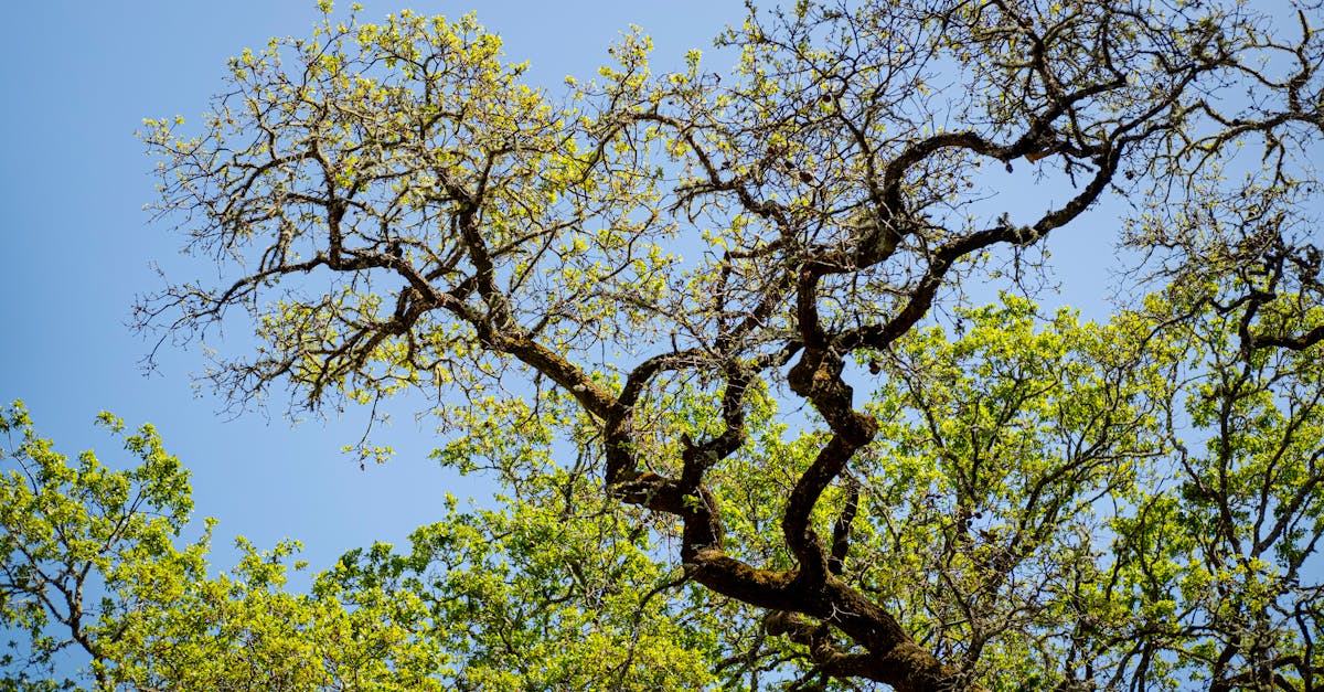 découvrez l'importance des écosystèmes pour la biodiversité et l'équilibre de notre planète. apprenez comment ils fonctionnent, leur rôle vital dans la régulation du climat et les menaces auxquelles ils font face. explorez des actions concrètes pour préserver ces systèmes essentiels à notre survie.