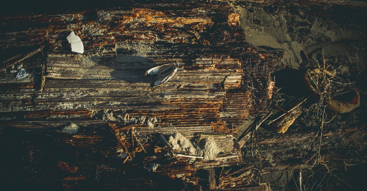 découvrez les écosystèmes, ces réseaux complexes d'organismes vivants et leur environnement, qui jouent un rôle essentiel dans la biodiversité et le développement durable. explorez leur fonctionnement, leur importance écologique et les menaces qui pèsent sur leur équilibre.