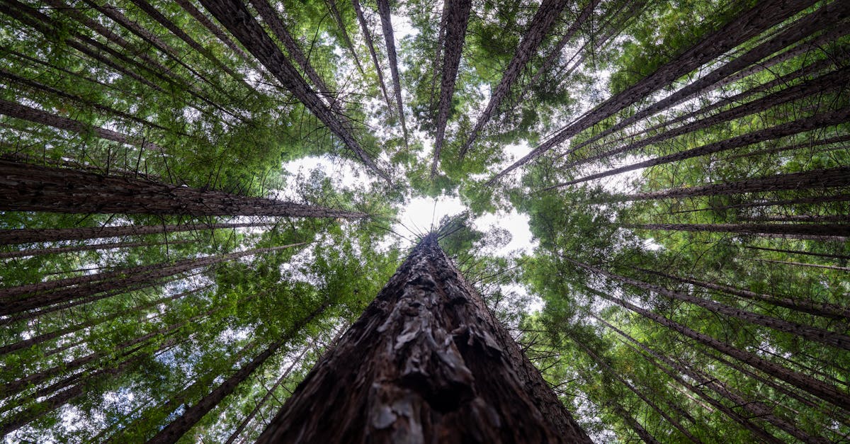 découvrez l'importance des écosystèmes dans notre environnement. explorez leur diversité, leur fonctionnement et comment ils soutiennent la vie sur terre tout en jouant un rôle crucial dans l'équilibre écologique.