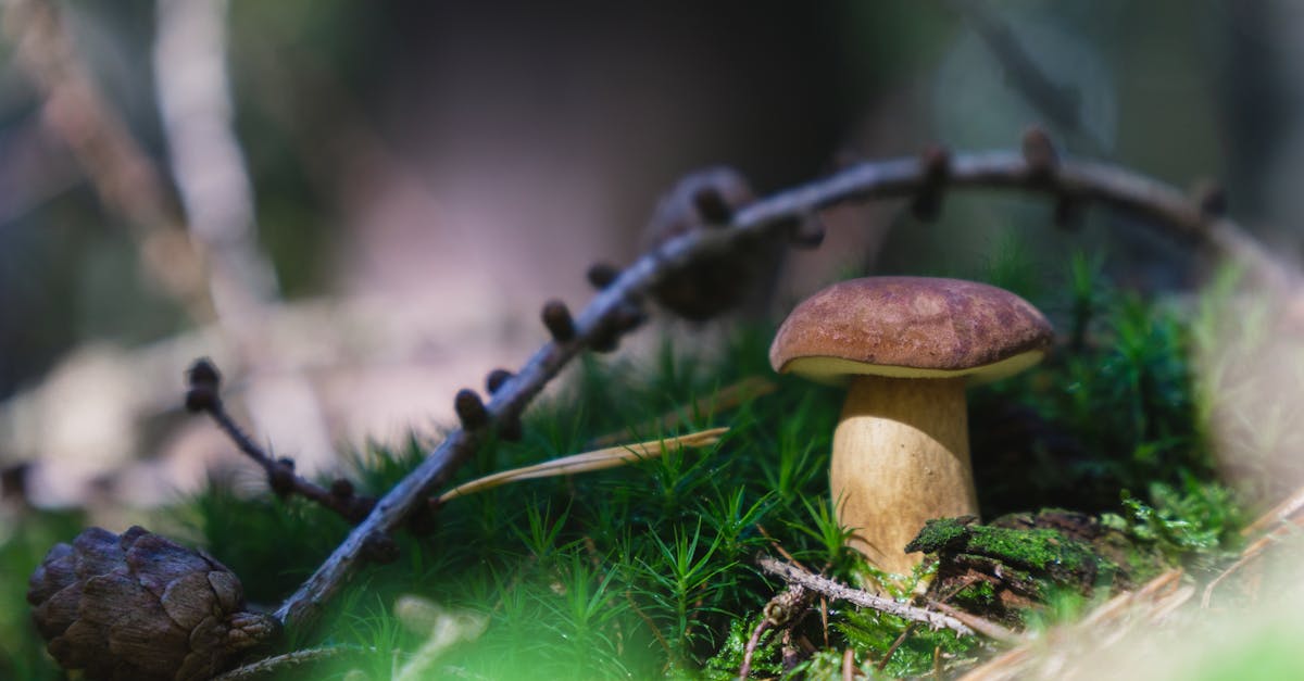 découvrez l'importance des écosystèmes, leur fonctionnement et leur diversité. apprenez comment ils interagissent avec notre environnement et pourquoi leur préservation est essentielle pour un avenir durable.