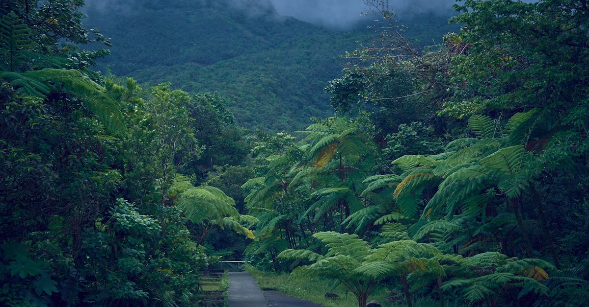 découvrez la beauté envoûtante de la guadeloupe, une destination paradisiaque aux plages de sable fin, aux paysages luxuriants et à la culture vibrante. explorez ses îles, savourez sa cuisine créole et plongez dans ses eaux cristallines.
