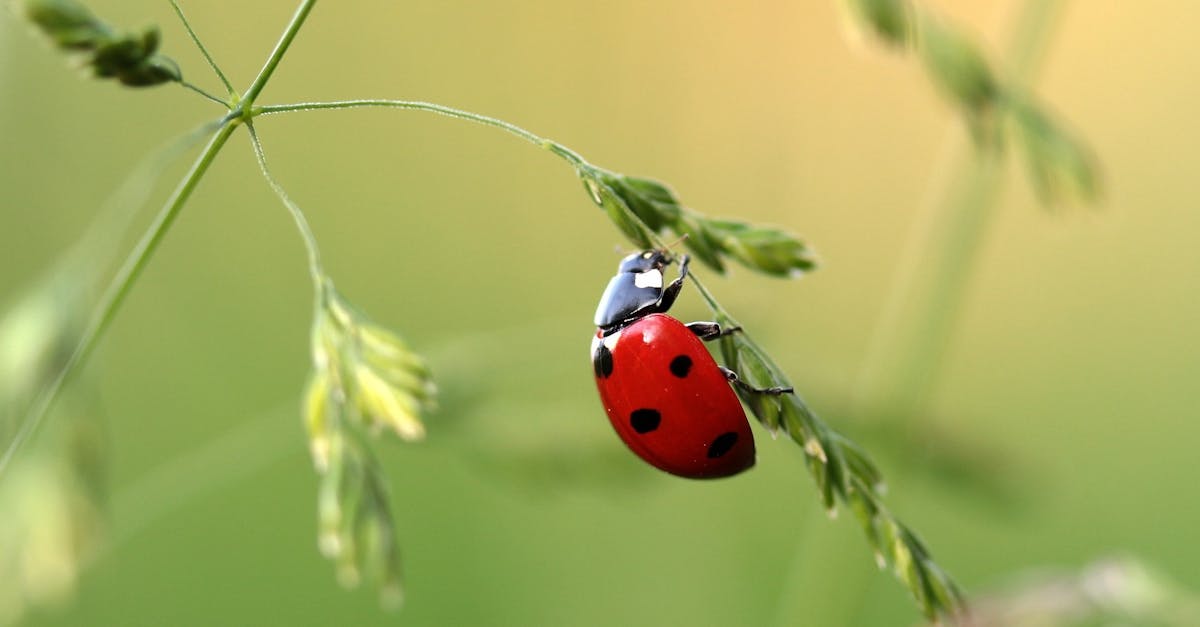 découvrez le fascinant monde des insectes, ces petites créatures aux rôles essentiels dans nos écosystèmes. apprenez-en plus sur leur diversité, leur comportement et leur impact sur la nature.