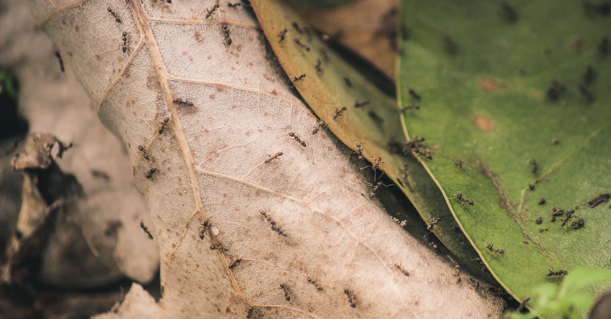 découvrez l'univers fascinant des insectes, ces créatures souvent mal comprises qui jouent un rôle crucial dans notre écosystème. apprenez-en davantage sur leur diversité, leur habitat, et leur importance pour l'environnement.
