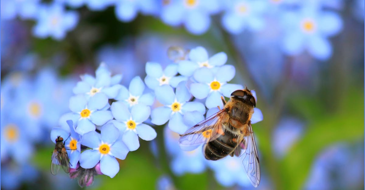 découvrez le fascinant monde des insectes, ces créatures étonnantes qui jouent un rôle essentiel dans notre écosystème. apprenez-en davantage sur leur diversité, leur habitat et leur importance pour la pollinisation et la décomposition. explorez les mystères des insectes et leur impact sur notre planète.