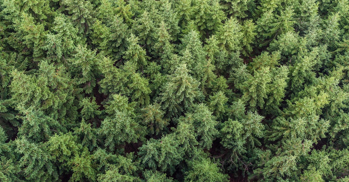 découvrez l'importance des ressources naturelles et leur impact sur notre environnement et notre économie. apprenez comment elles sont exploitées, préservées et gérées pour un avenir durable.