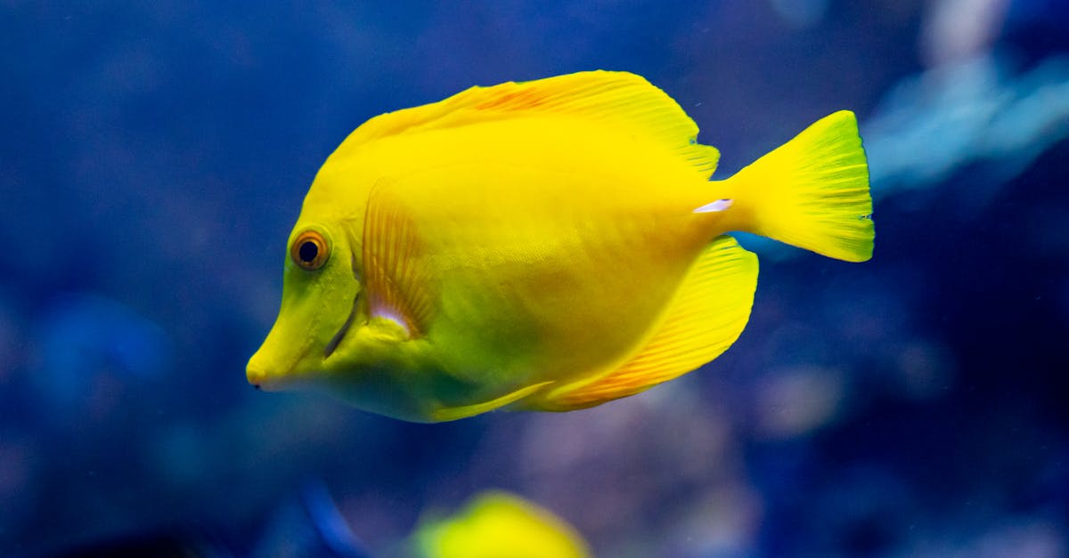 découvrez l'importance de la préservation des océans pour la biodiversité et la santé de notre planète. apprenez comment nos actions quotidiennes peuvent contribuer à protéger les écosystèmes marins et à assurer un avenir durable.