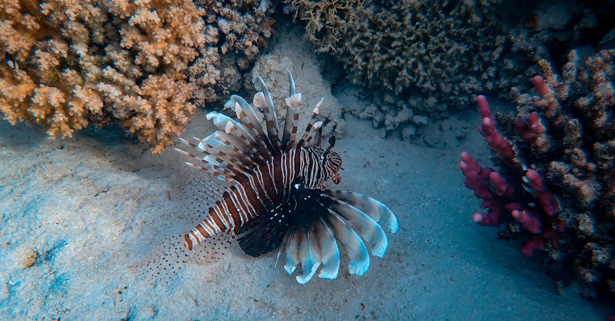 découvrez l'importance de la préservation des océans et des initiatives pour protéger nos mers et océans. impliquez-vous dans la sauvegarde de la biodiversité marine et contribuez à un avenir durable.