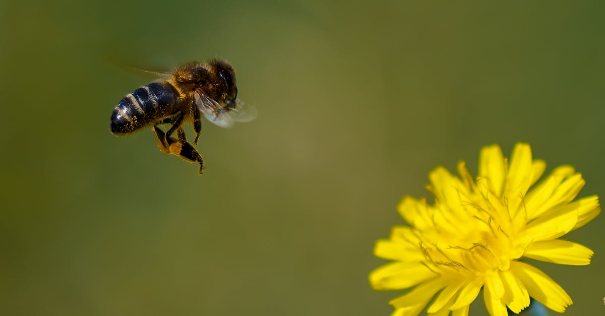 découvrez comment gérer vos allergies au pollen avec des conseils pratiques, des traitements efficaces et des informations essentielles pour améliorer votre qualité de vie pendant la saison des allergies.